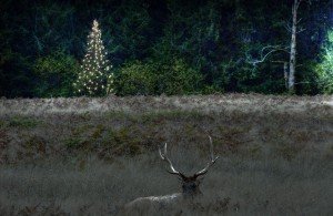 Christmas Tree Elk