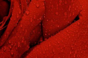 Drops on a Red Rose