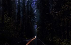 A road out of a redwood forest at dawn.